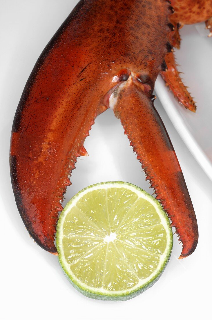 Lobster claw and slice of lime