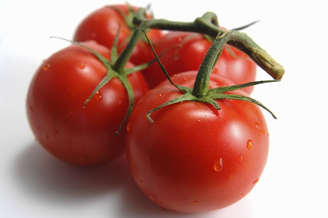 Vier Tomaten an der Rispe