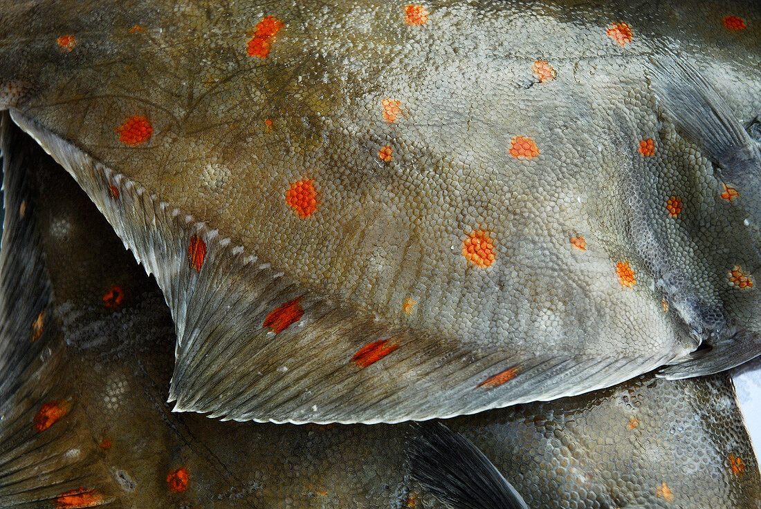 Two plaice