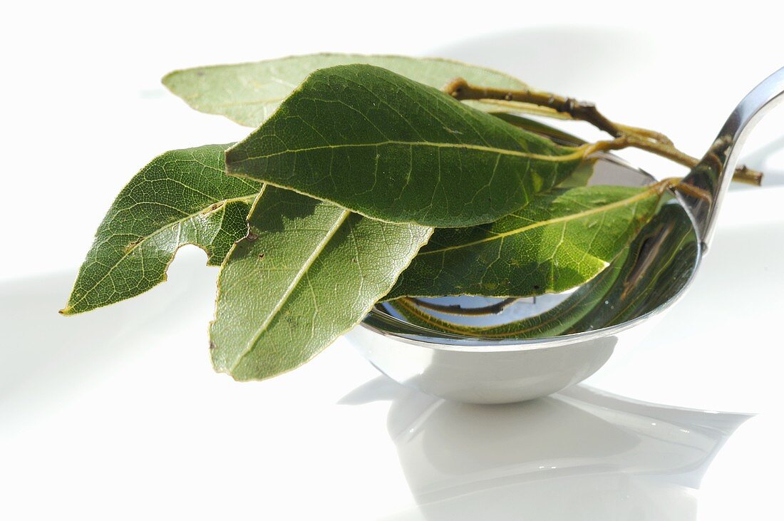 Fresh bay leaves in a ladle