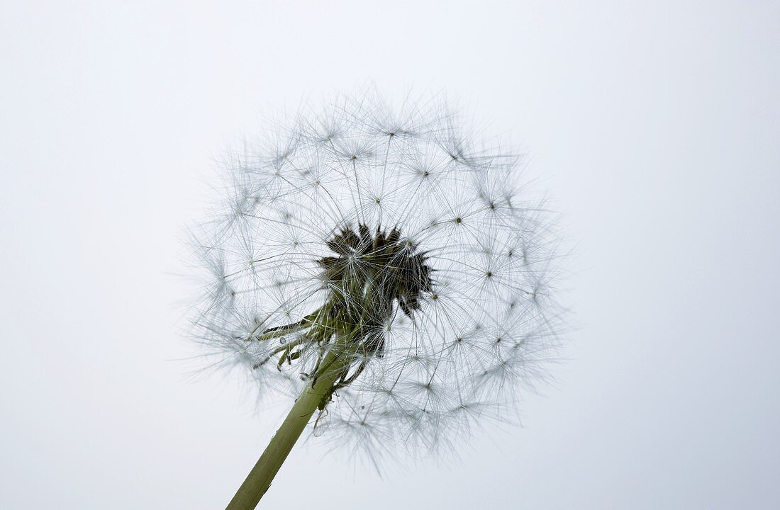 Eine Pusteblume