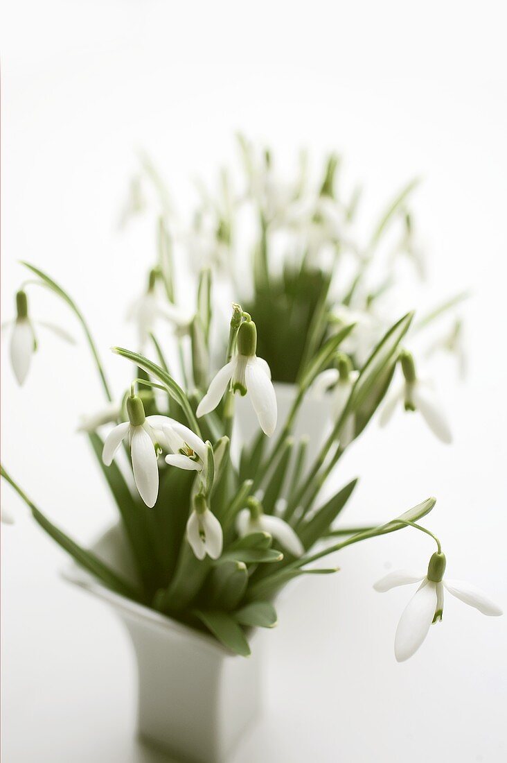 Snowdrops in two vases