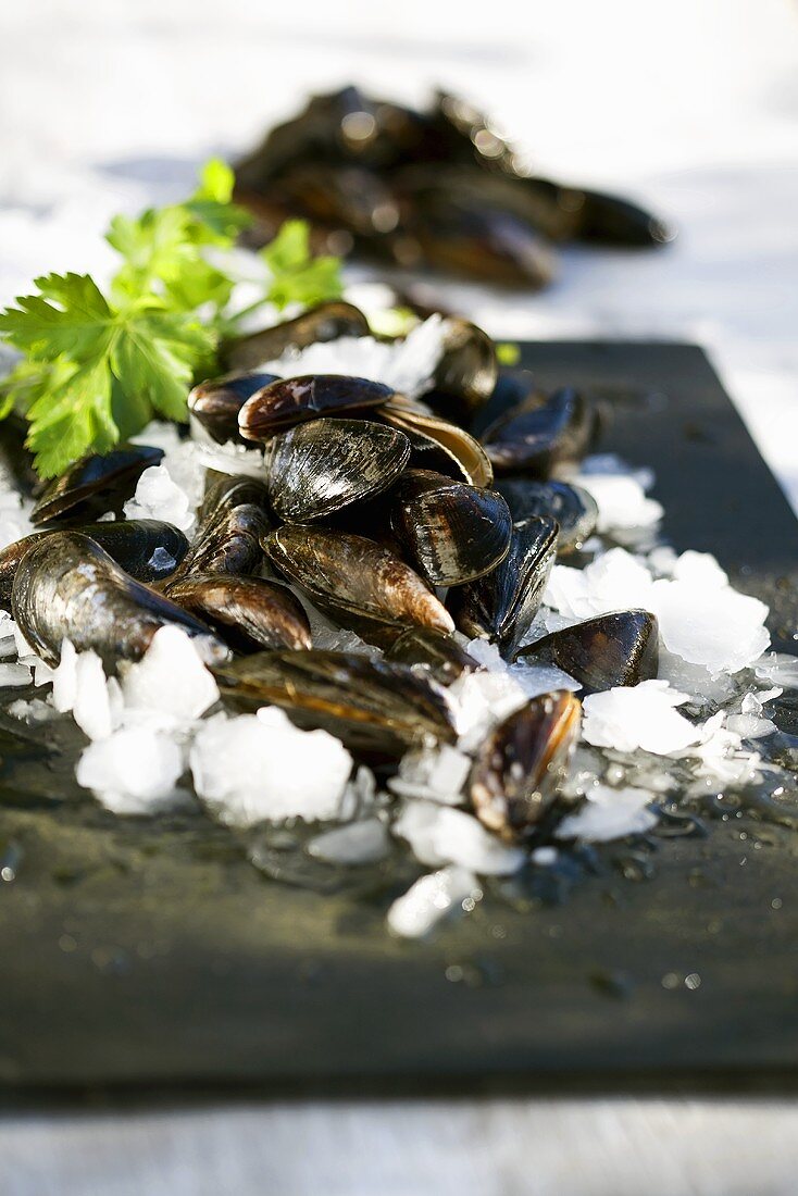 Mussels on crushed ice with parsley