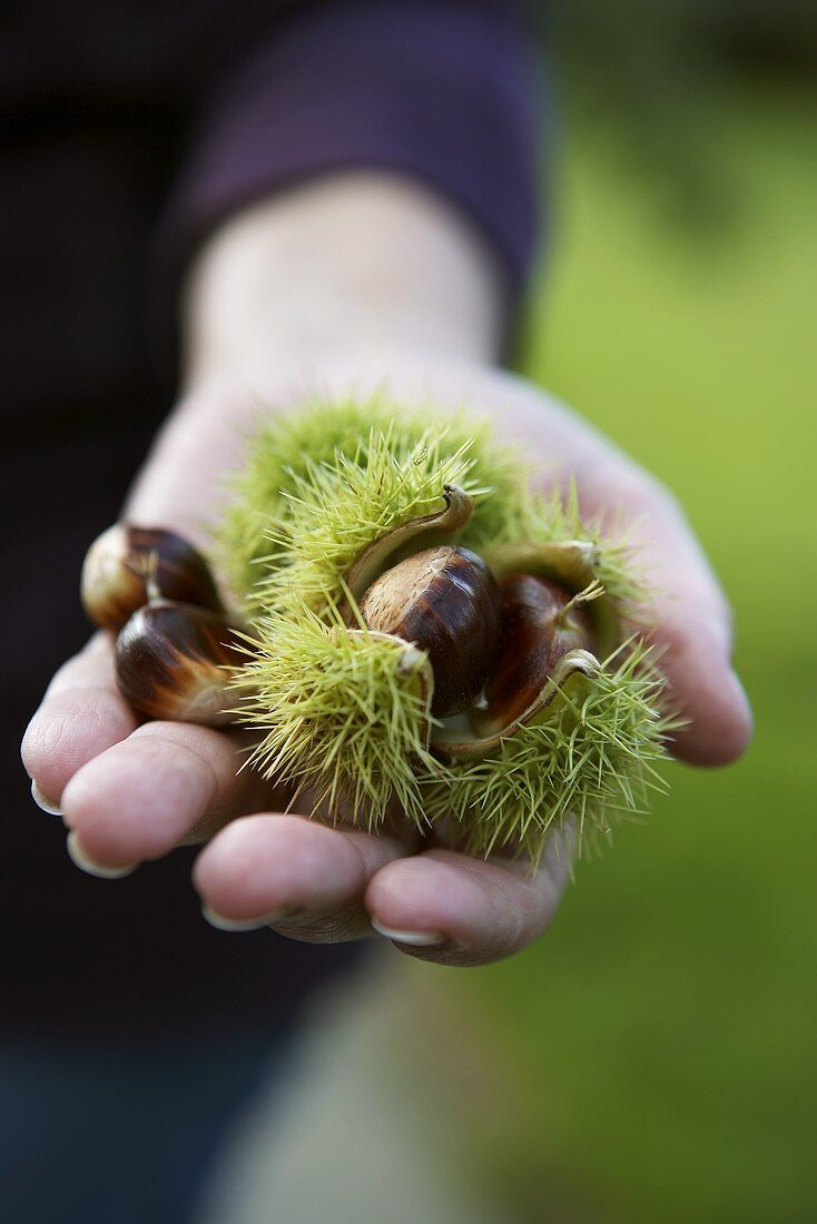 Hand holding fresh sweet chestnuts