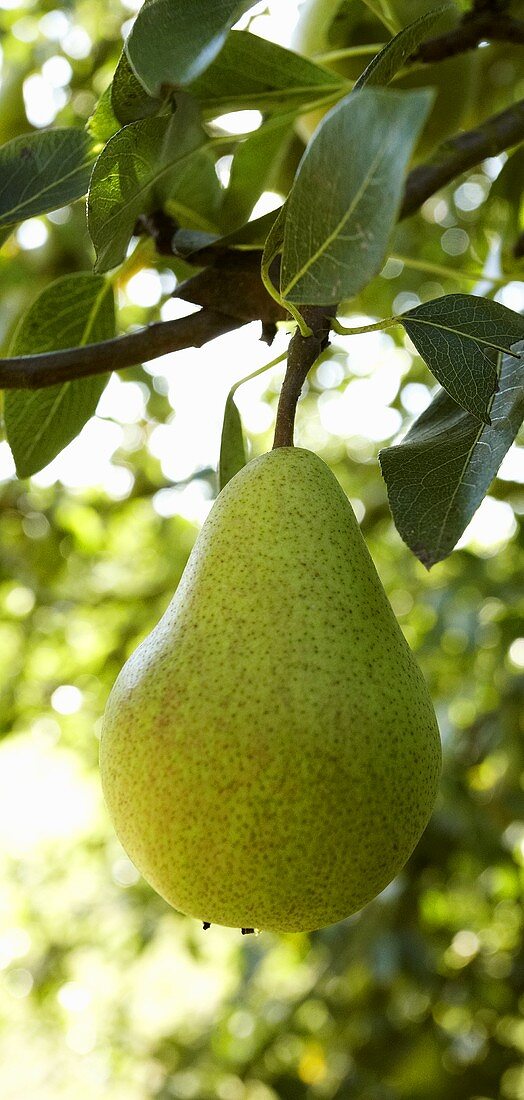 A pear on the tree