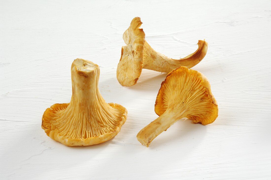 Three chanterelles