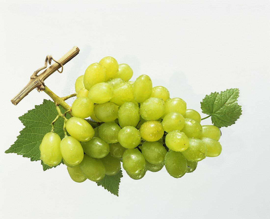 Grüne Weintrauben mit Weinblättern und Morgentau