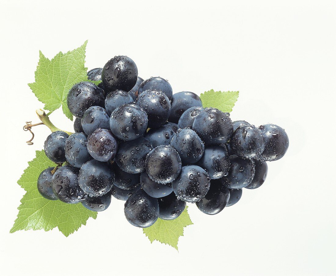 Black grapes with vine leaves and dew