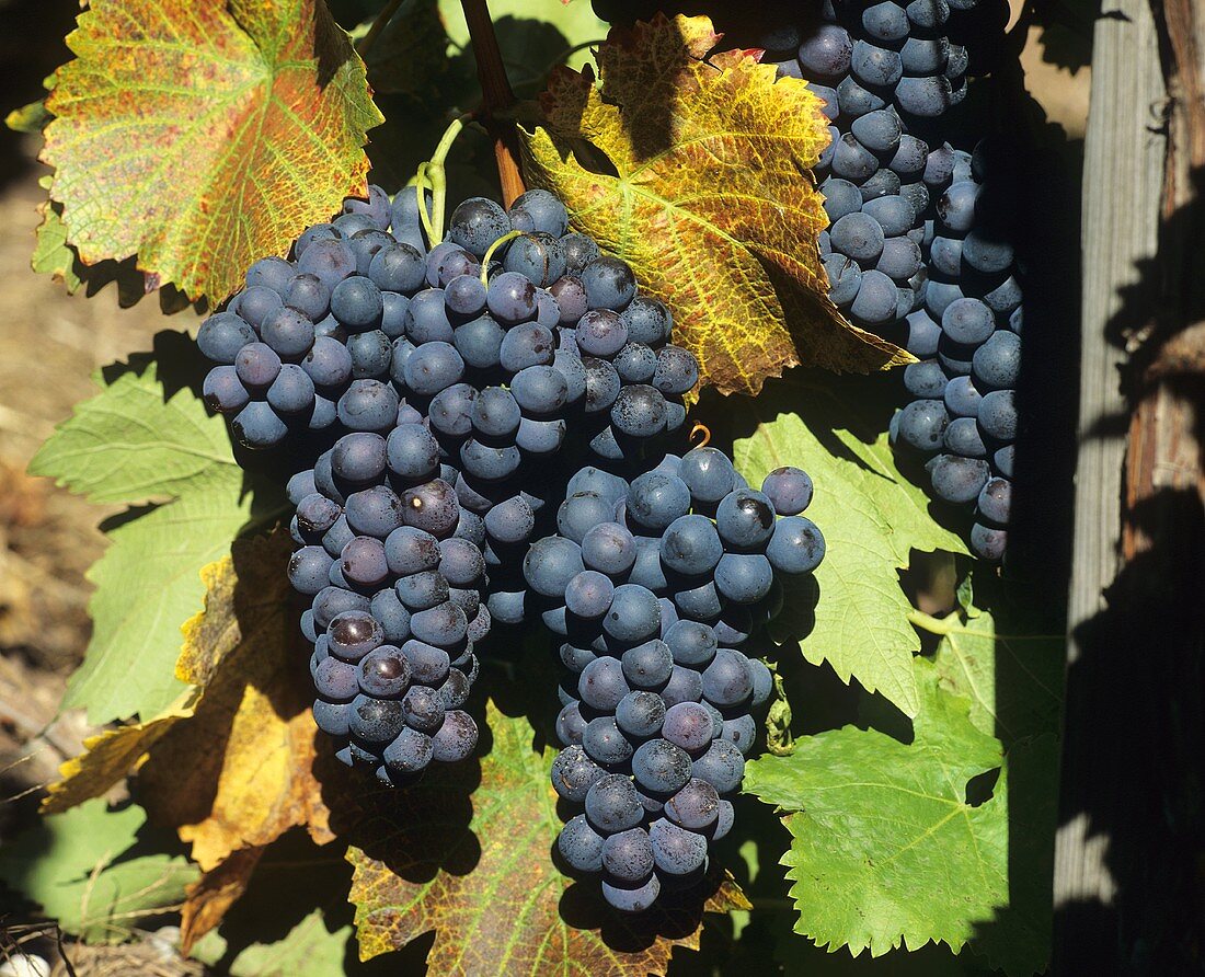 Blaue Trauben mit buntem Weinlaub