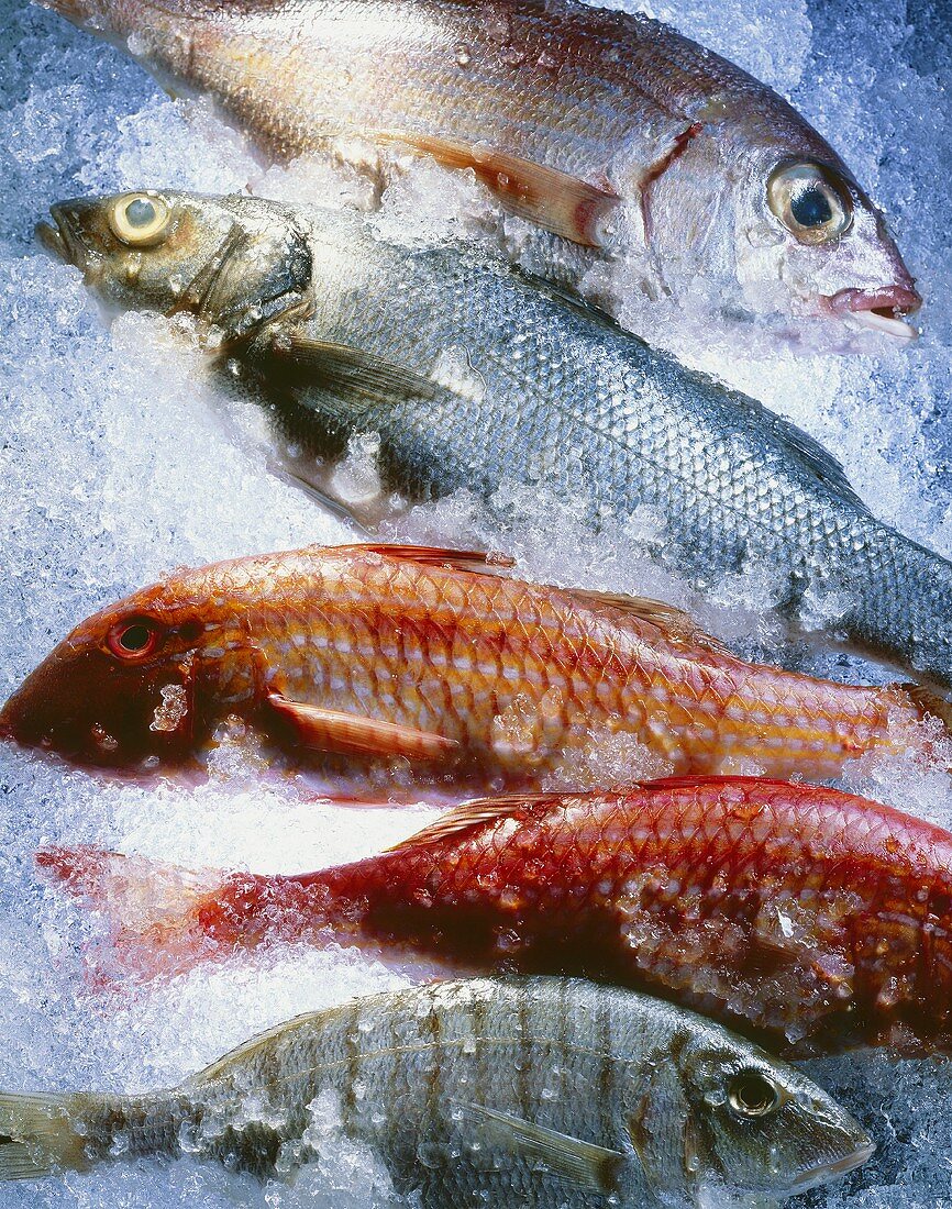 Fünf verschiedene Fische auf crushed ice