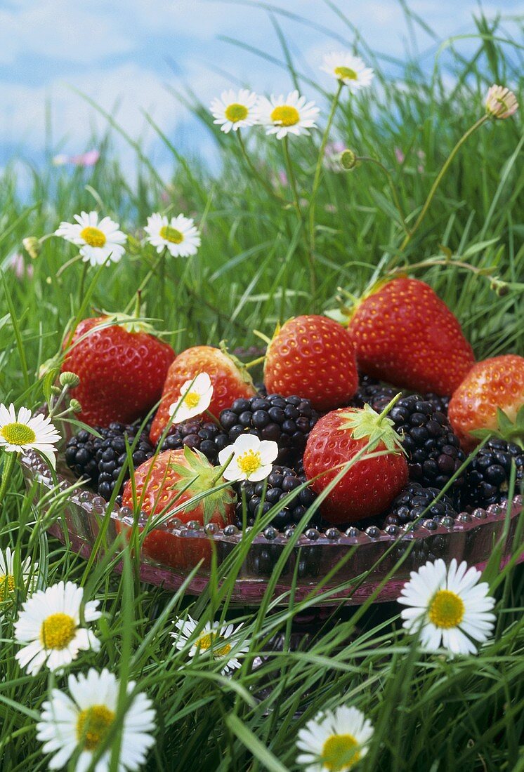 Bowl of strawberries and blackberries in grass with daisies