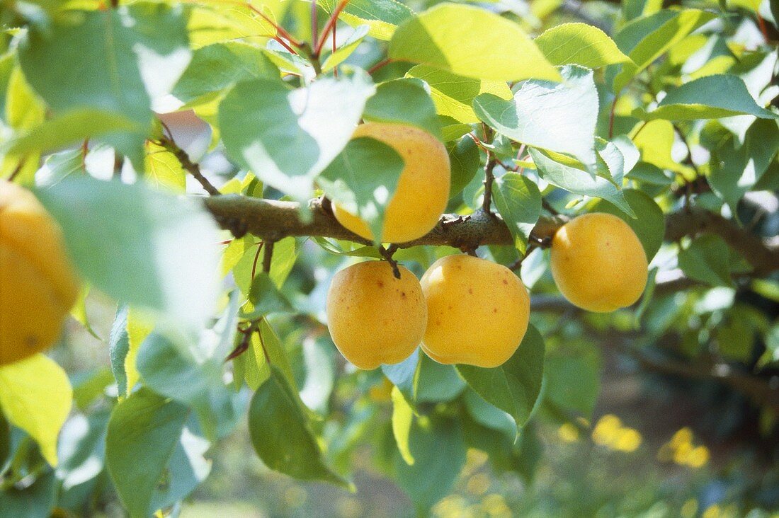 Mehrere Aprikosen am Baum