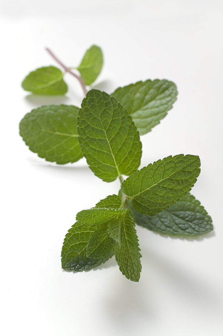 A sprig of mint