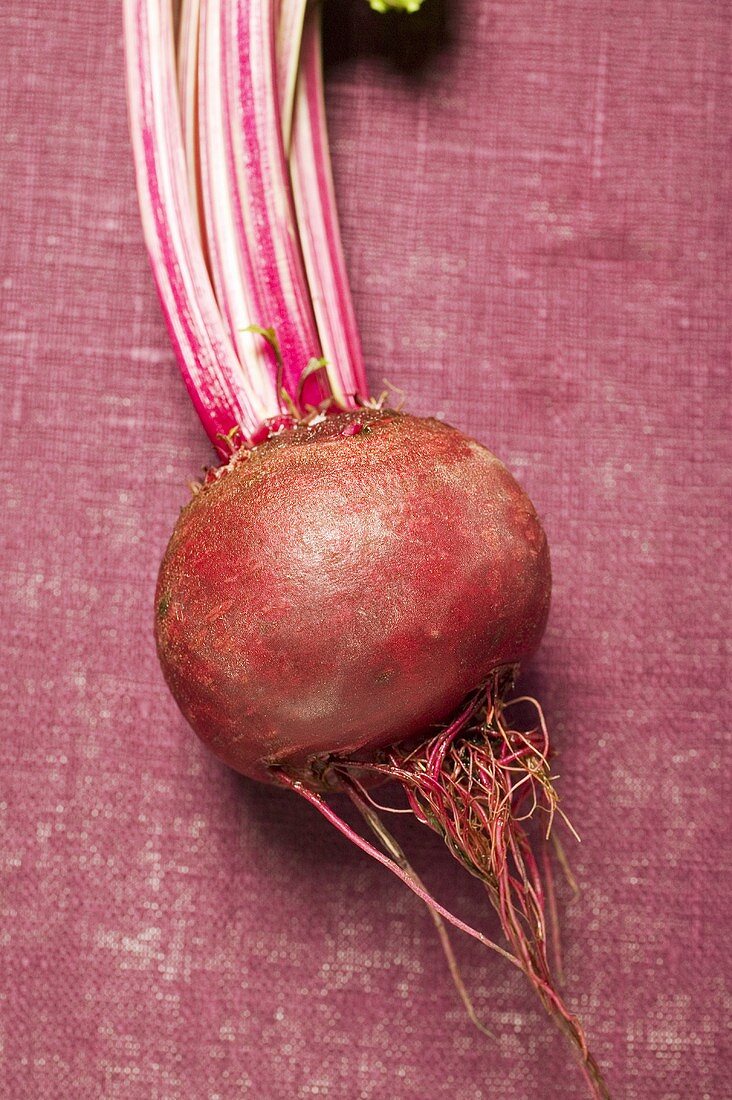 Beetroot, close-up