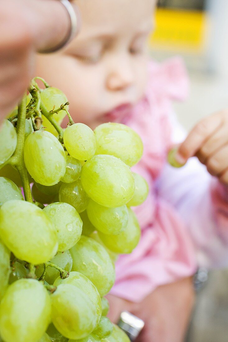 Child eating fresh green grapes