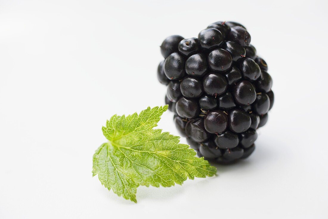 A blackberry with leaf