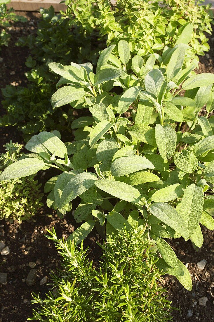 Sage and rosemary in a herb bed