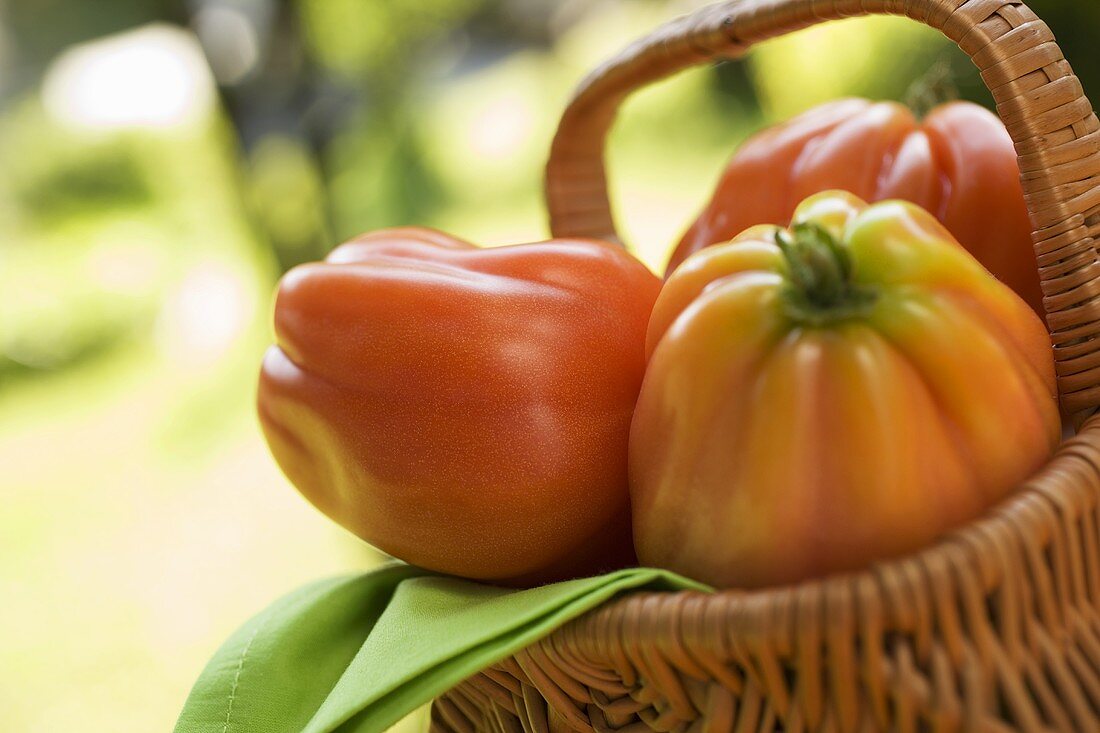 Fresh tomatoes in a basket