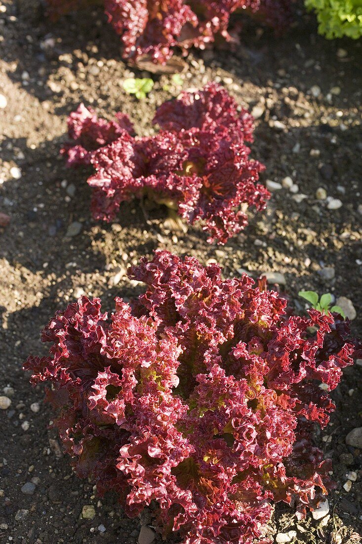 Lollo Rosso in the field