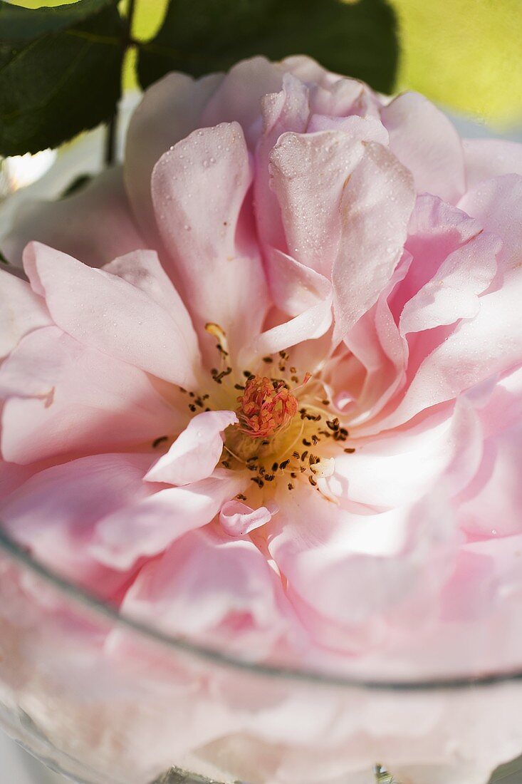 Aufgeblühte rosa Rose in Glasschale