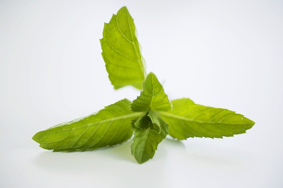 A sprig of mint