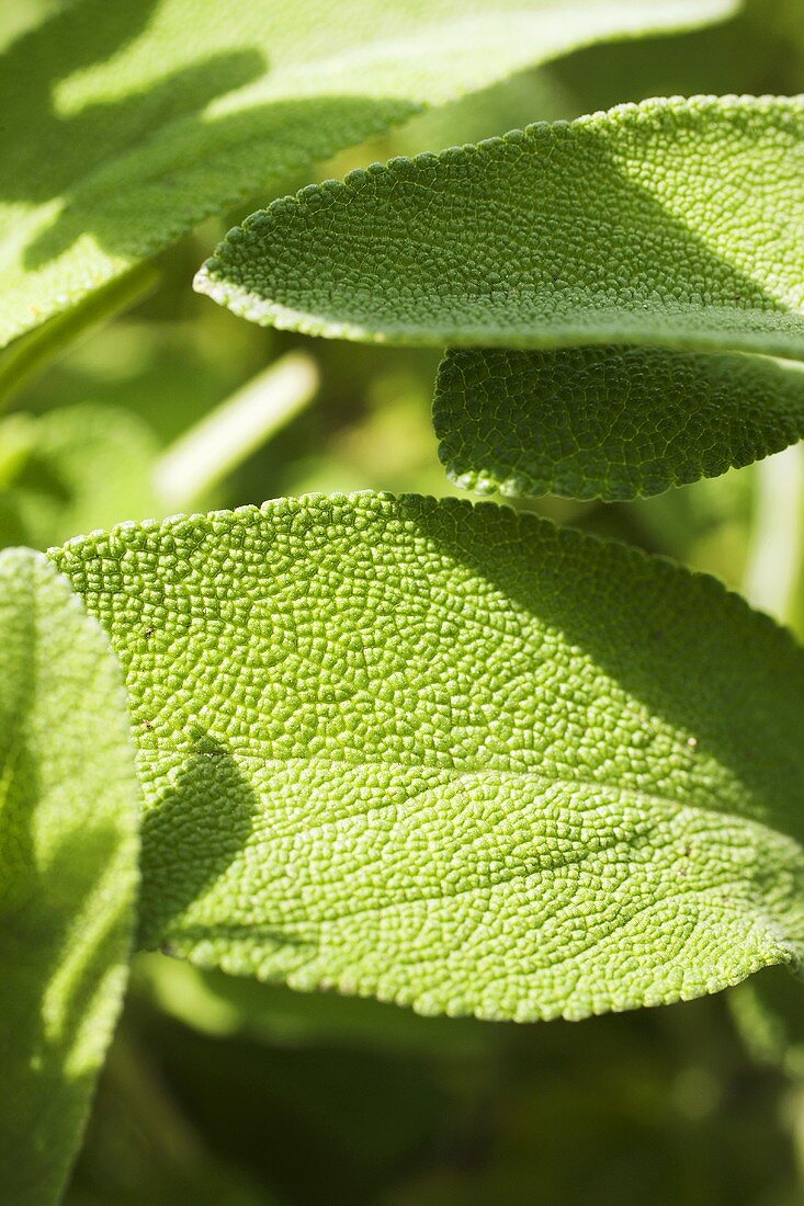 Sage leaves (detail)