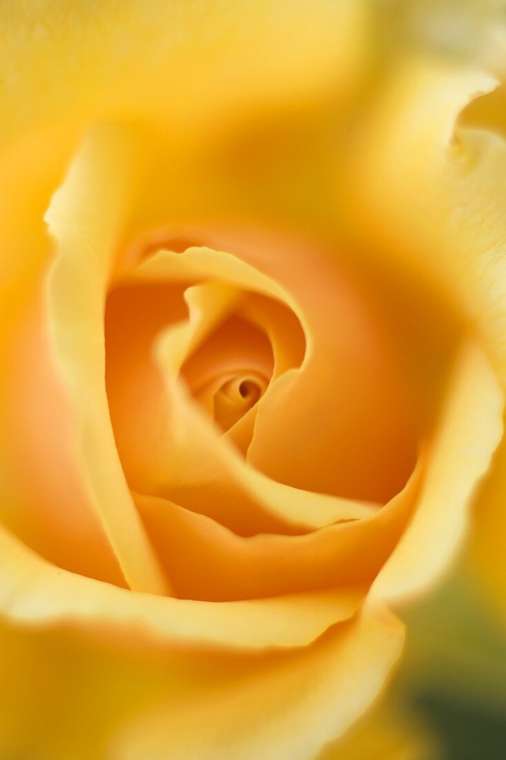 Gelbe Rose (Nahaufnahme)