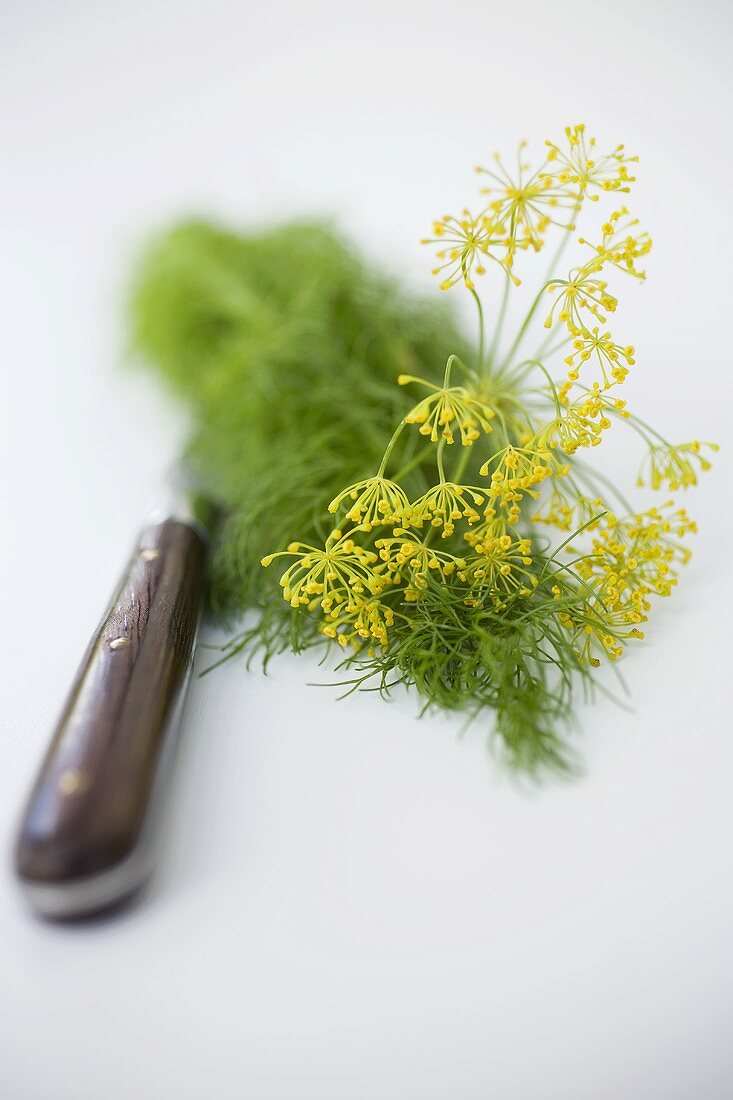 Dill flowers with knife