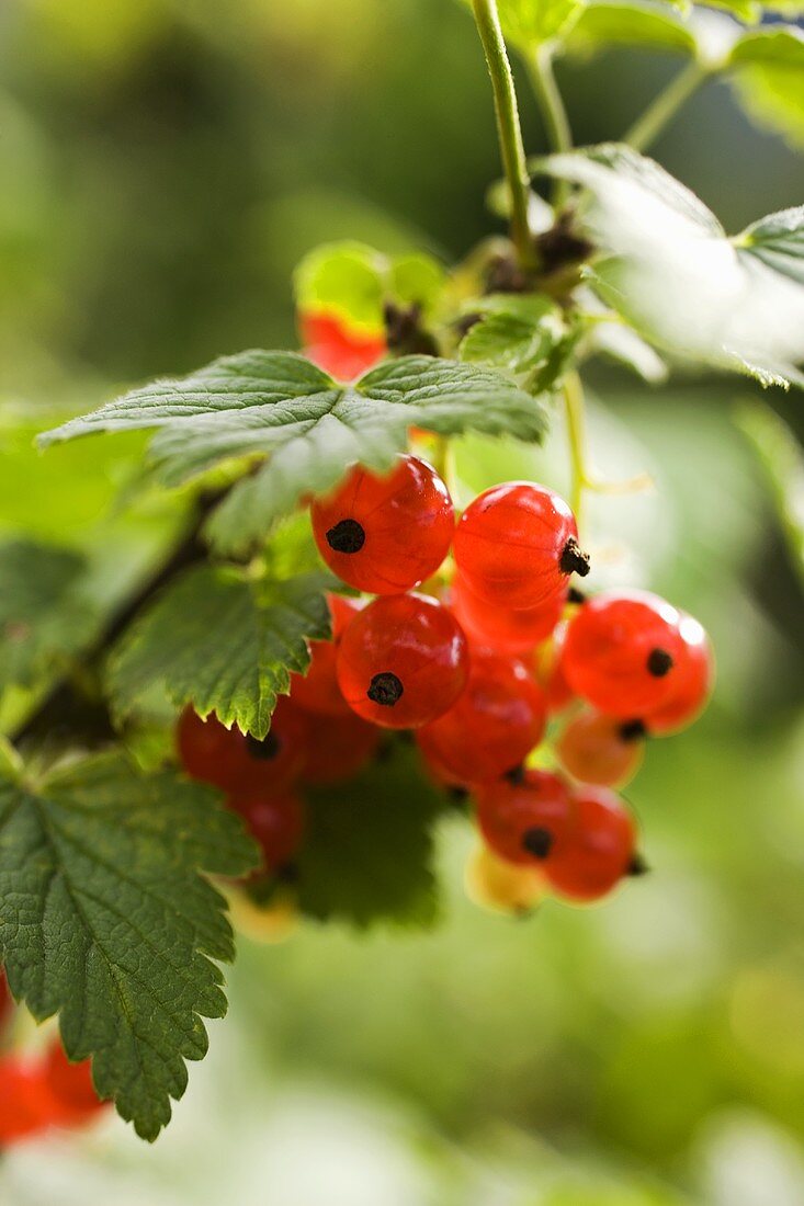 Rote Johannisbeeren am Strauch