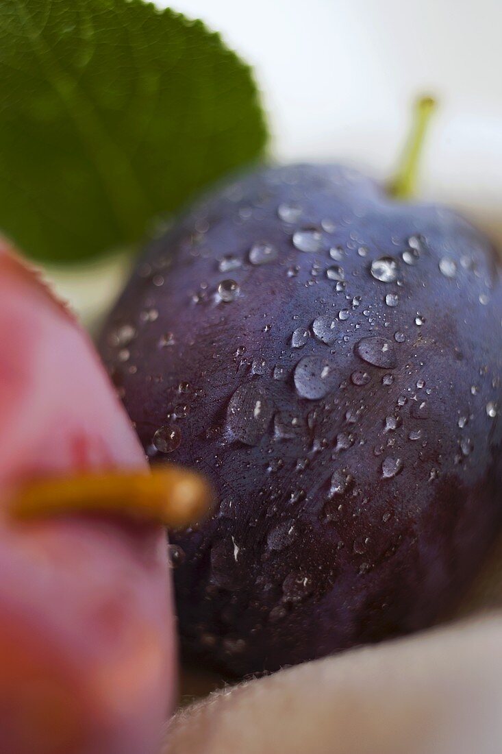 Red plum and damson with leaf (close-up)