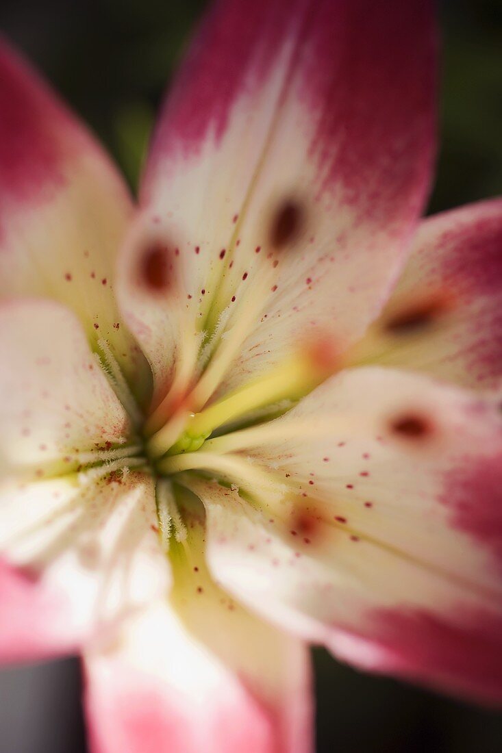 Red and white lily
