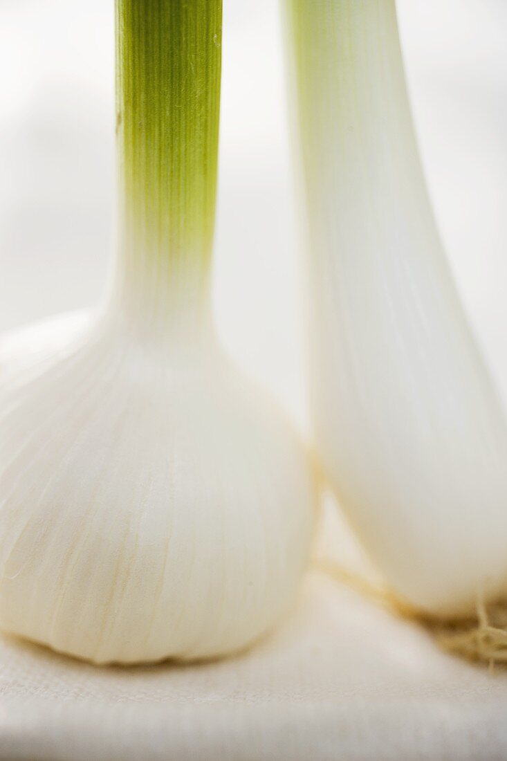 Frischer Knoblauch und Frühlingszwiebel (Ausschnitt)