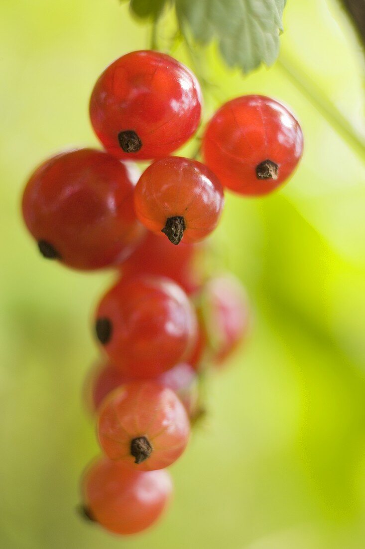 Redcurrants on the bush