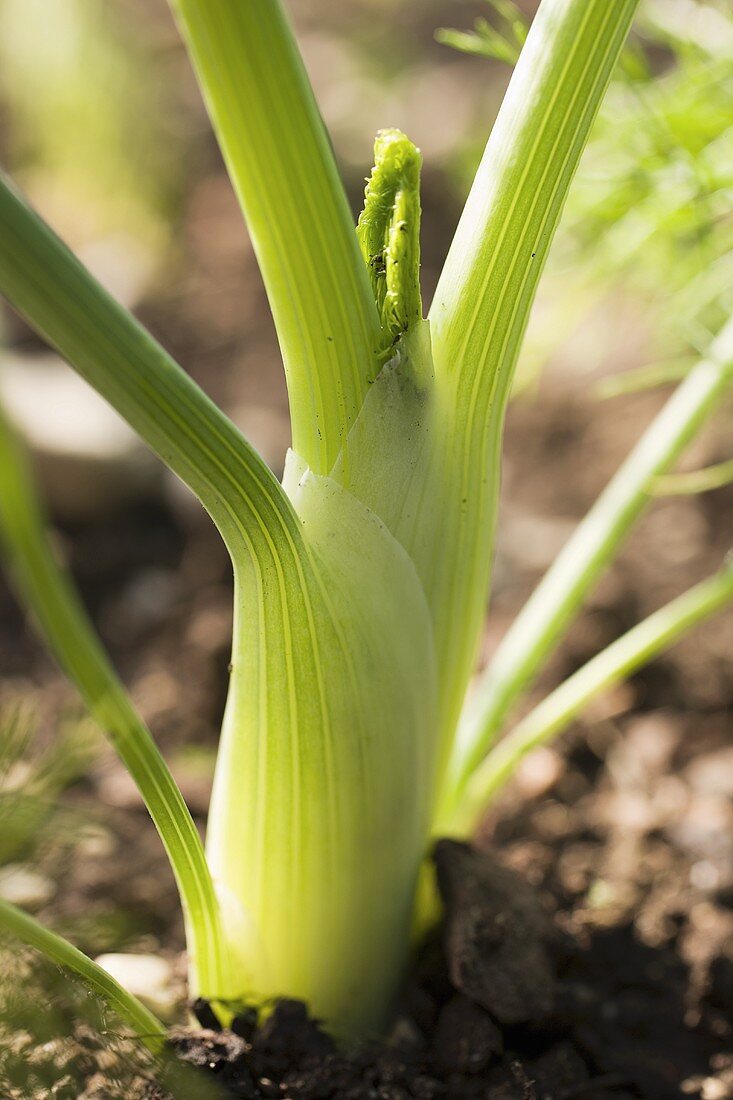 Celery in the field