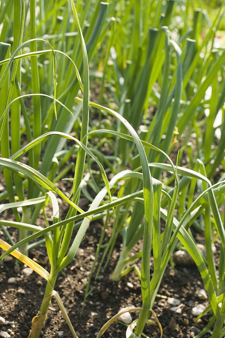 Frühlingszwiebeln auf dem Feld