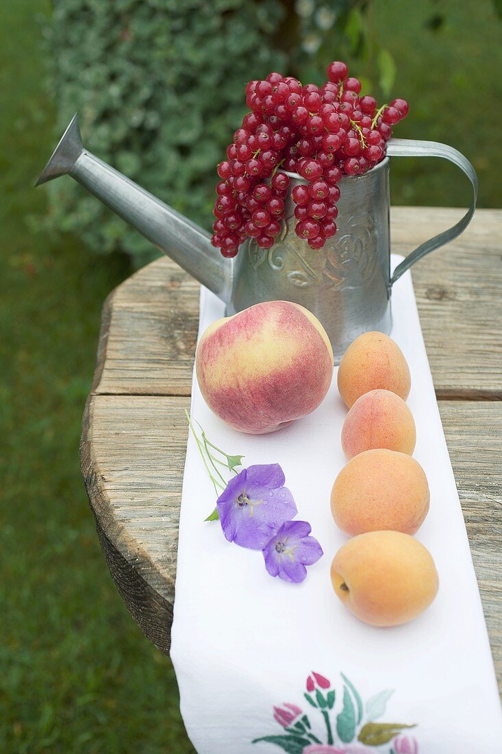 Aprikosen, Pfirsich, rote Johannisbeeren auf Tisch im Freien