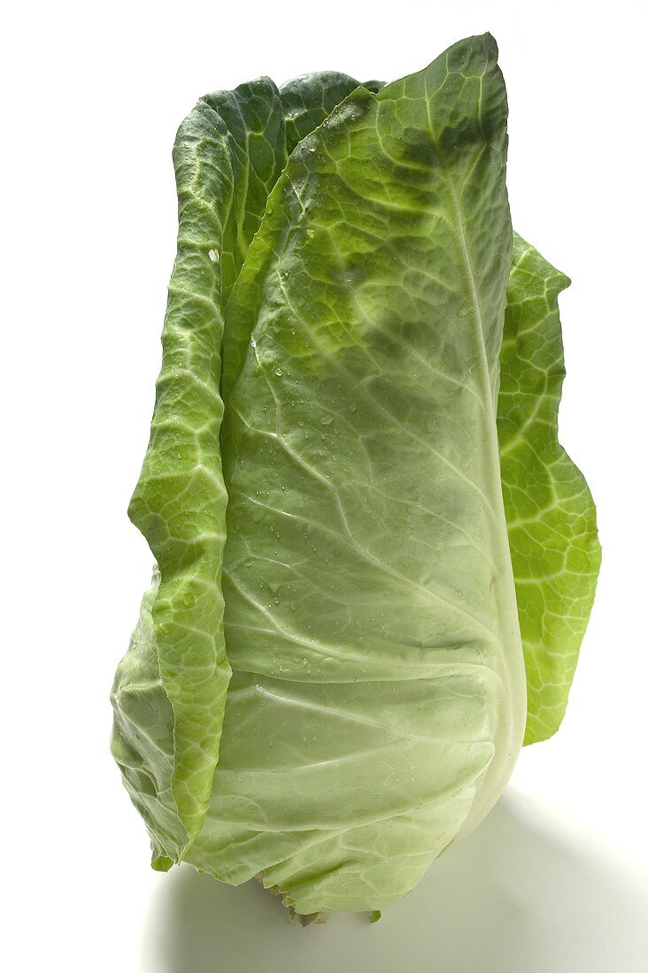 A pointed cabbage