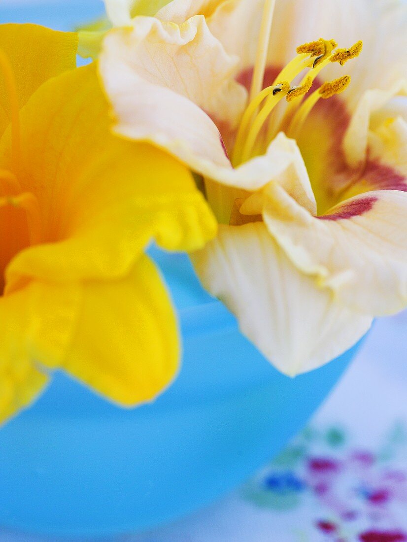 Day lilies in blue bowl (close-up)