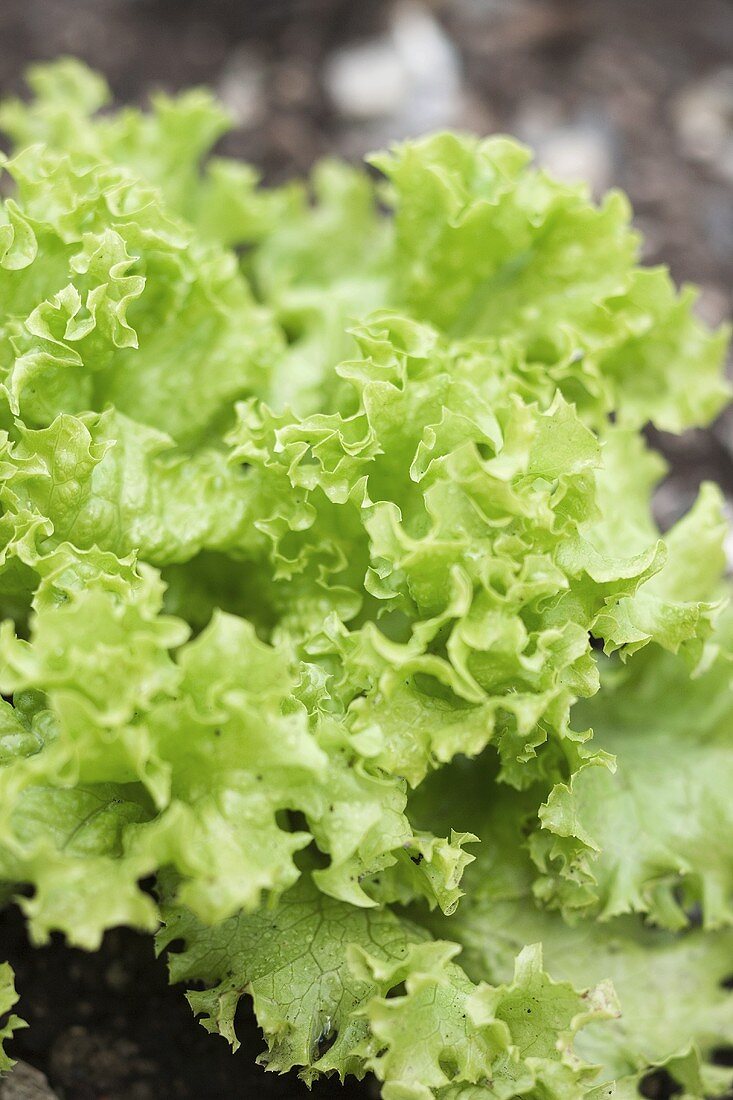 Lollo biondo in vegetable bed