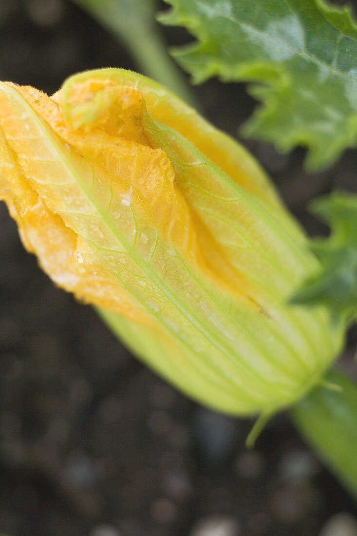 Zucchiniblüte an der Pflanze (Nahaufnahme)