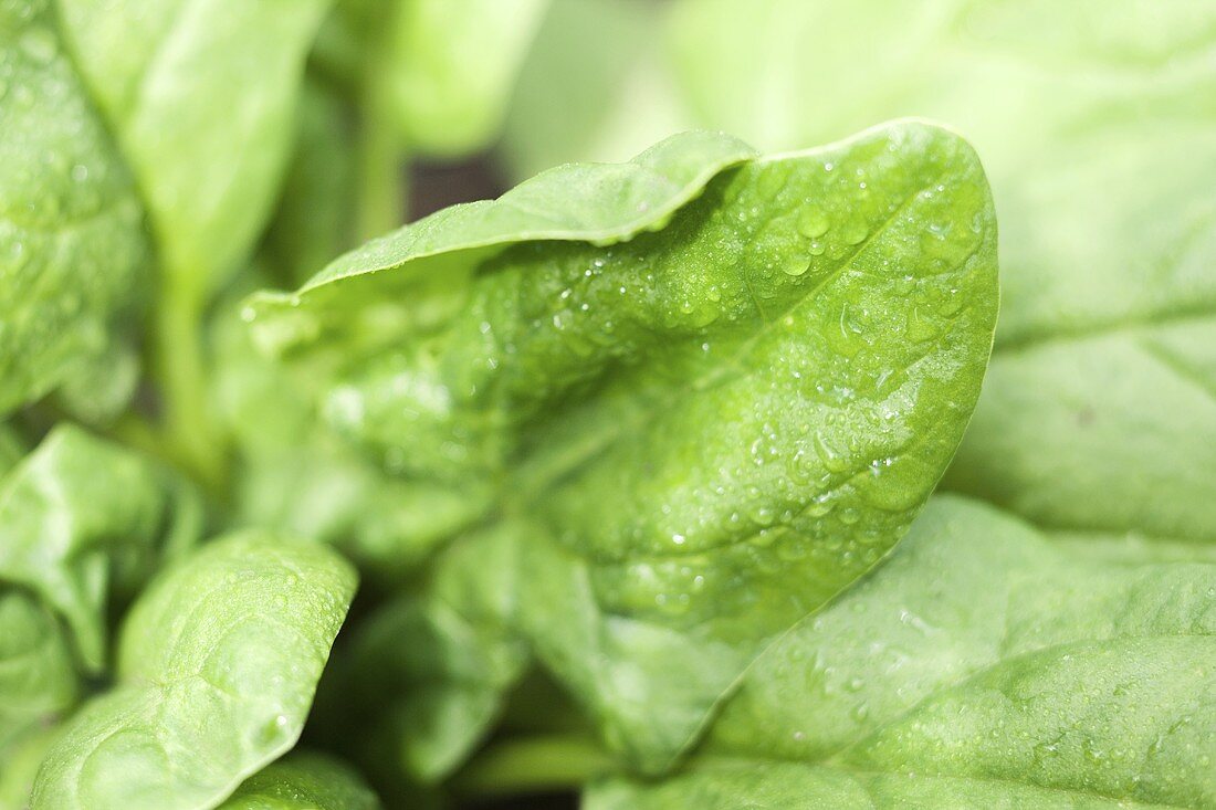 Spinach leaves with drops of water (detail)