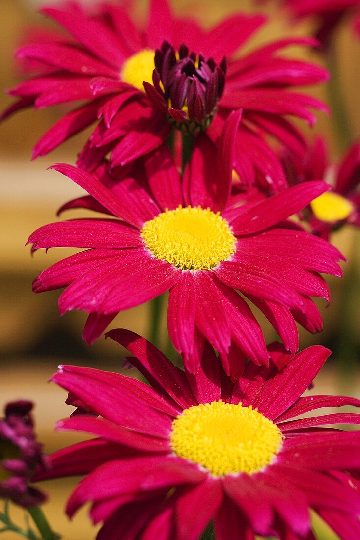 Red gerbera in the open air