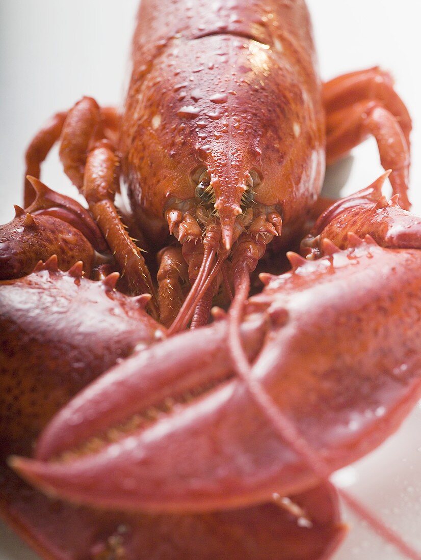 Cooked lobster (detail)