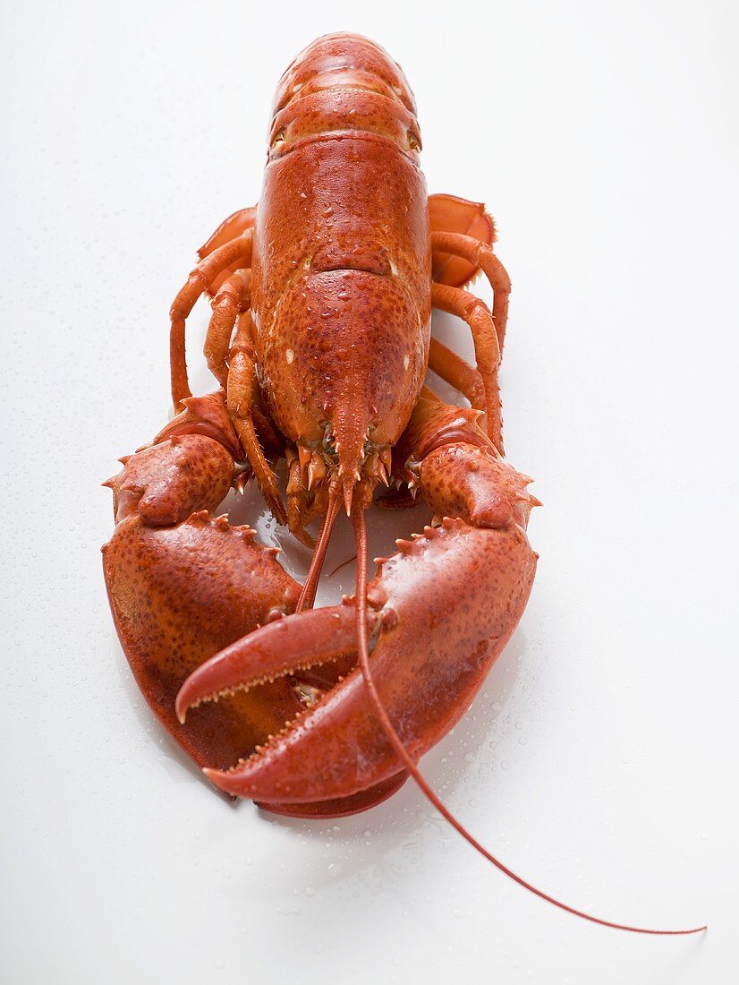 Cooked lobster