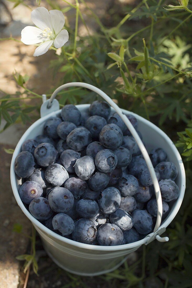 Fresh blueberries in bucket (outdoors)