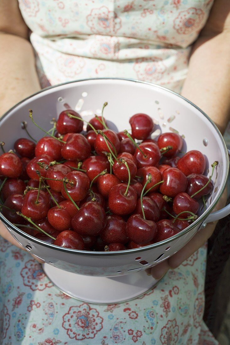 Woman holding colander full of fresh cherries