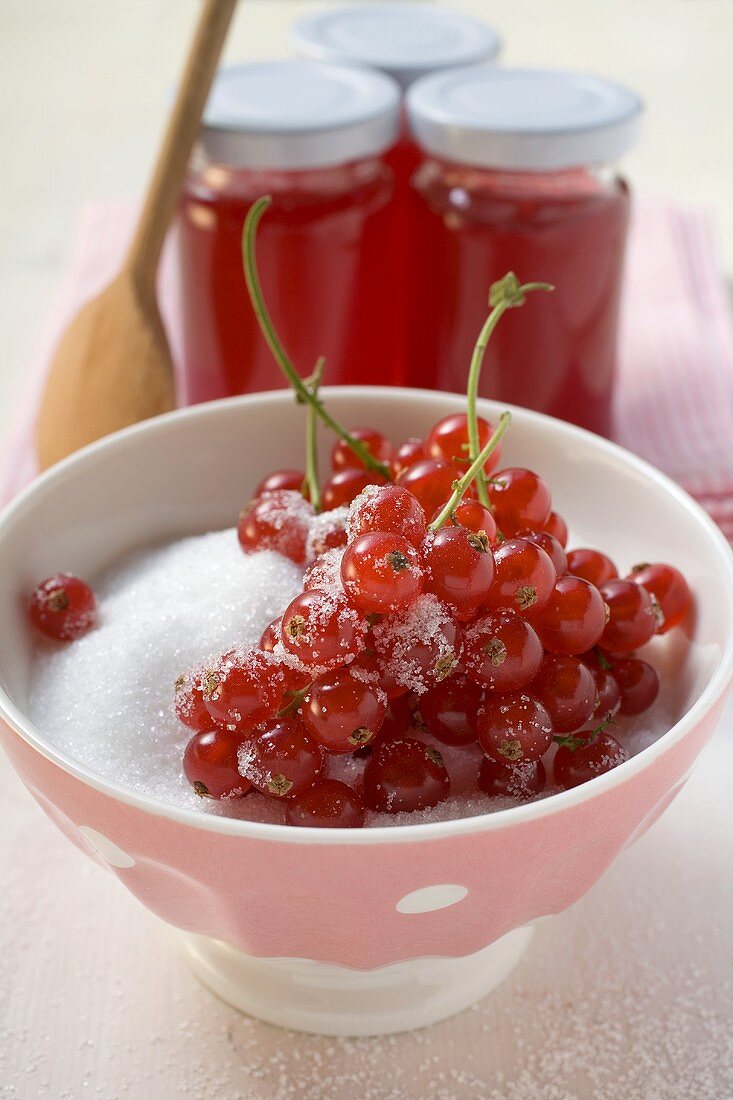 Redcurrants with sugar, redcurrant jelly in jars