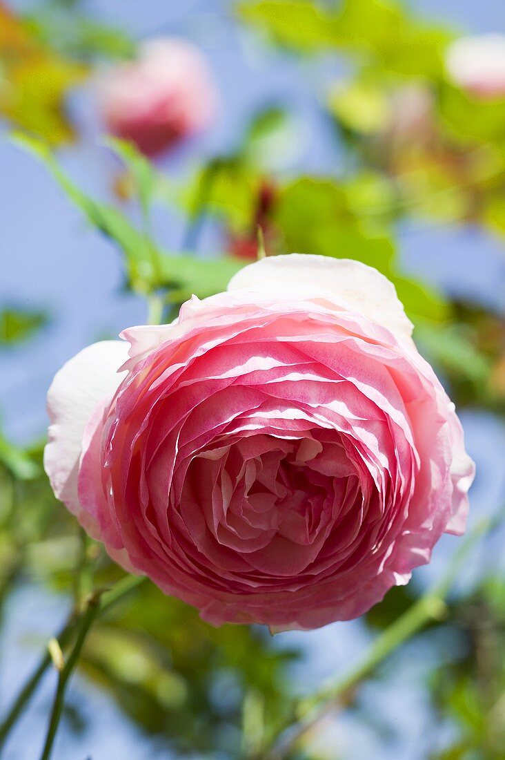 Flowering rose in the open air