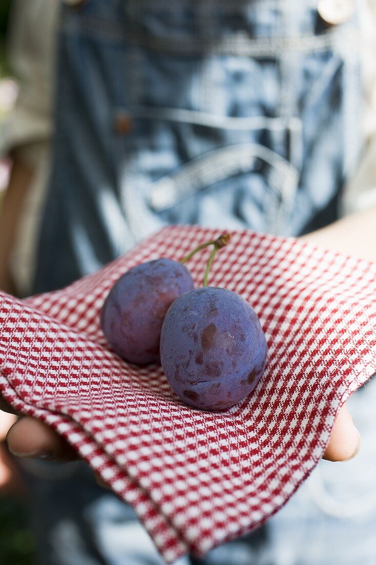 Hands holding two plums on checked cloth