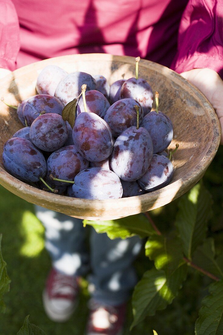 Person holding wooden bowl of fresh plums